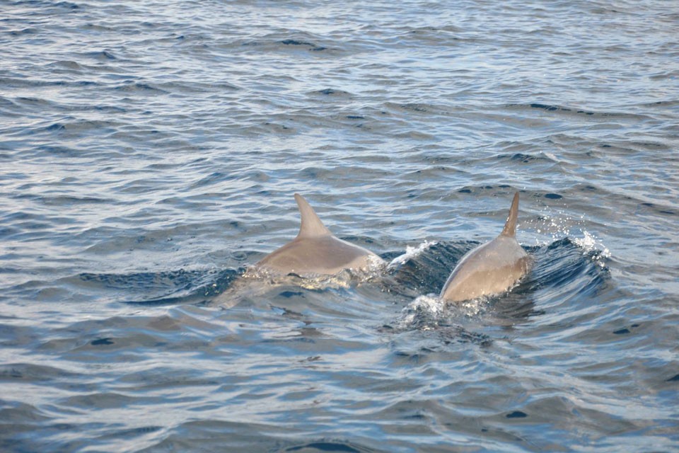 Dolphin Watch & Sunset